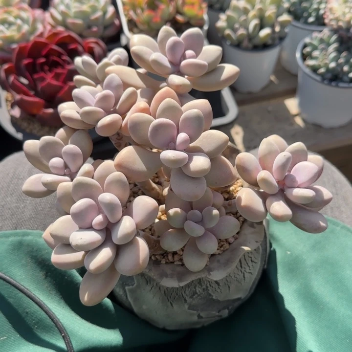 桃蛋老桩多肉五十包邮