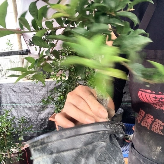 无花朵金弹子骨力红