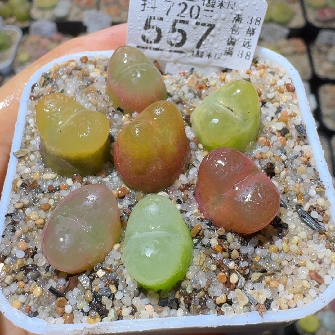 Sss精品生石花557