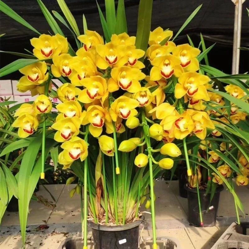 年宵花【黄金岁月】大花惠兰室内好养高端盆栽多年生可做鲜切清香型