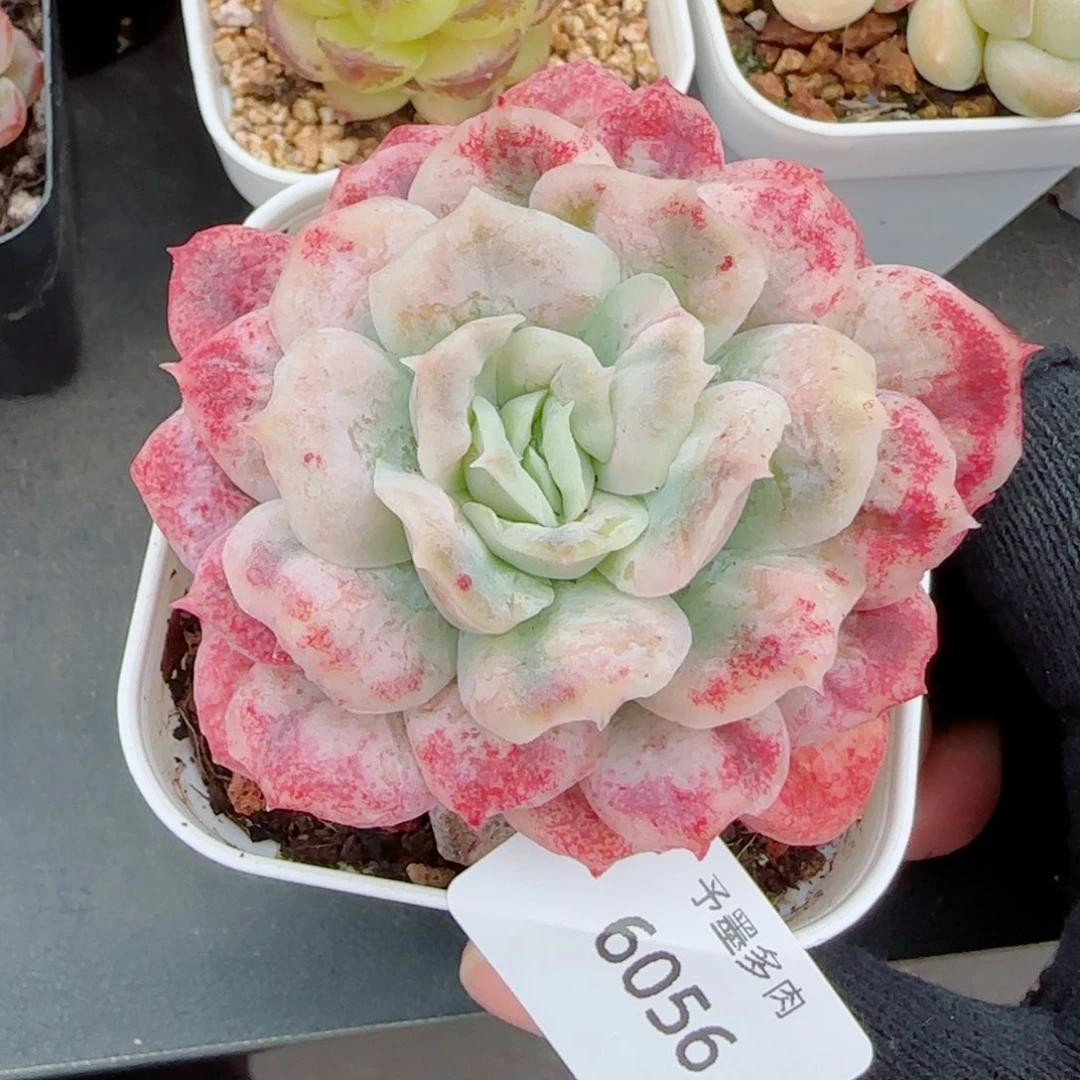 泡泡纱裙，6056多肉植物