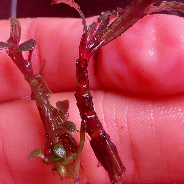 福利74号福利价植物一头.