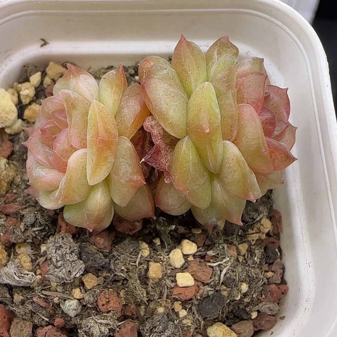 135不保整【满29包邮非偏远】