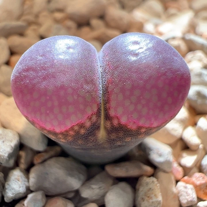 463。优选特紫 流量密码。 2年。所剩不多