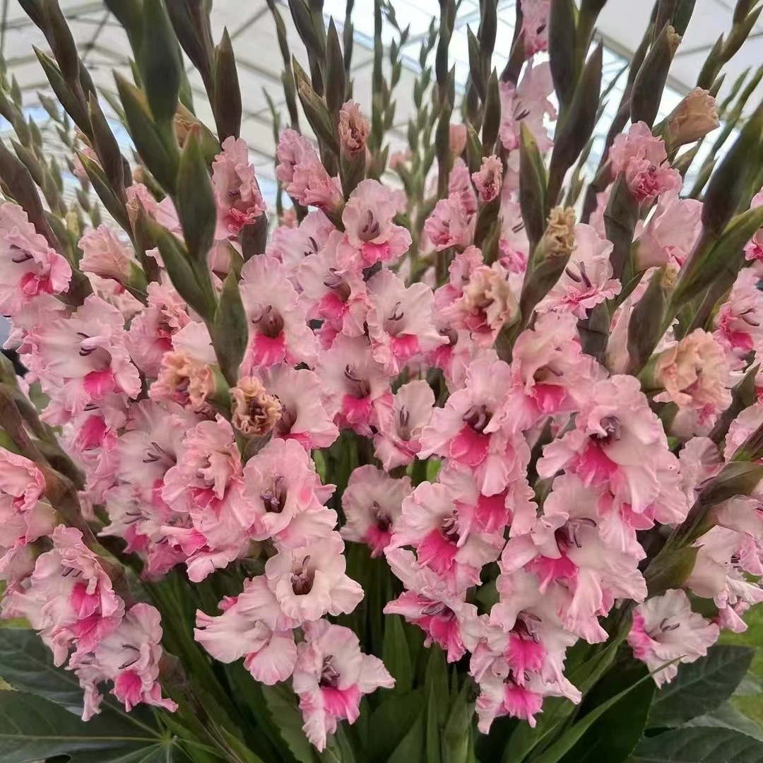 5颗【粉色蕾丝】剑兰荷兰进口种球唐菖蒲室内阳台庭院兰花盆栽花卉