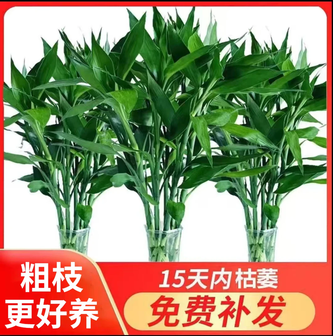 【精品】富贵竹70-80厘米水培植物开运竹水养绿植净化空气