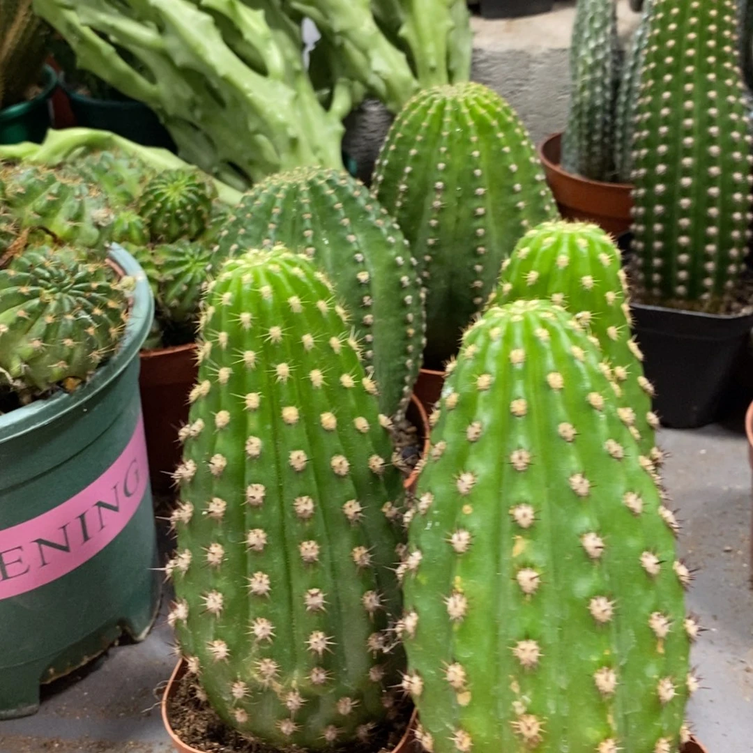 自根超级杏毛花柱一杯