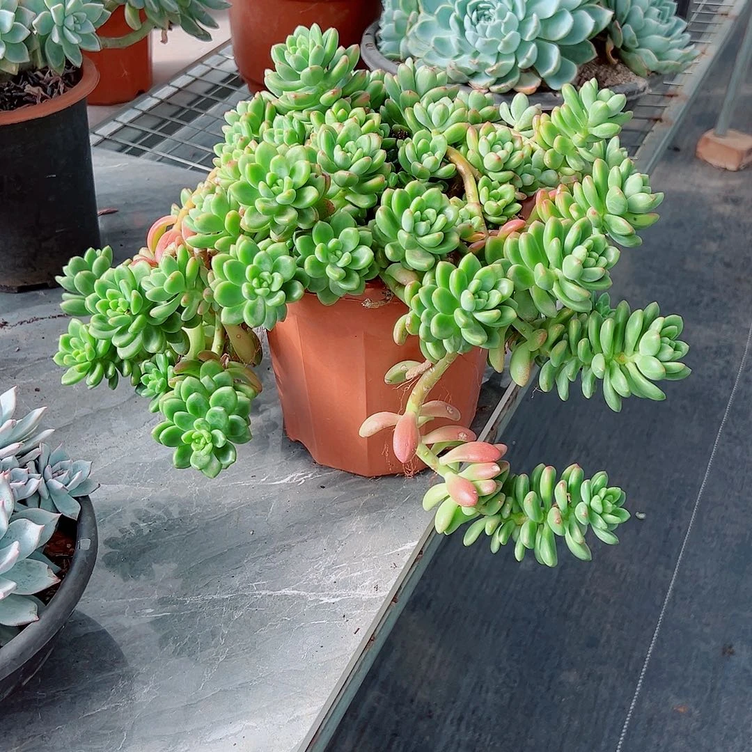 兑***儿418香格里拉多肉植物多肉