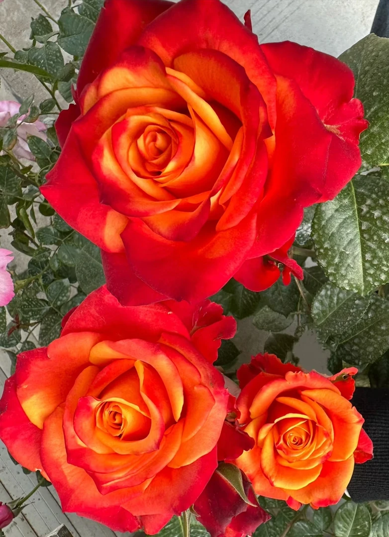 新火焰(蛇女浪漫的玫瑰园一物一拍)