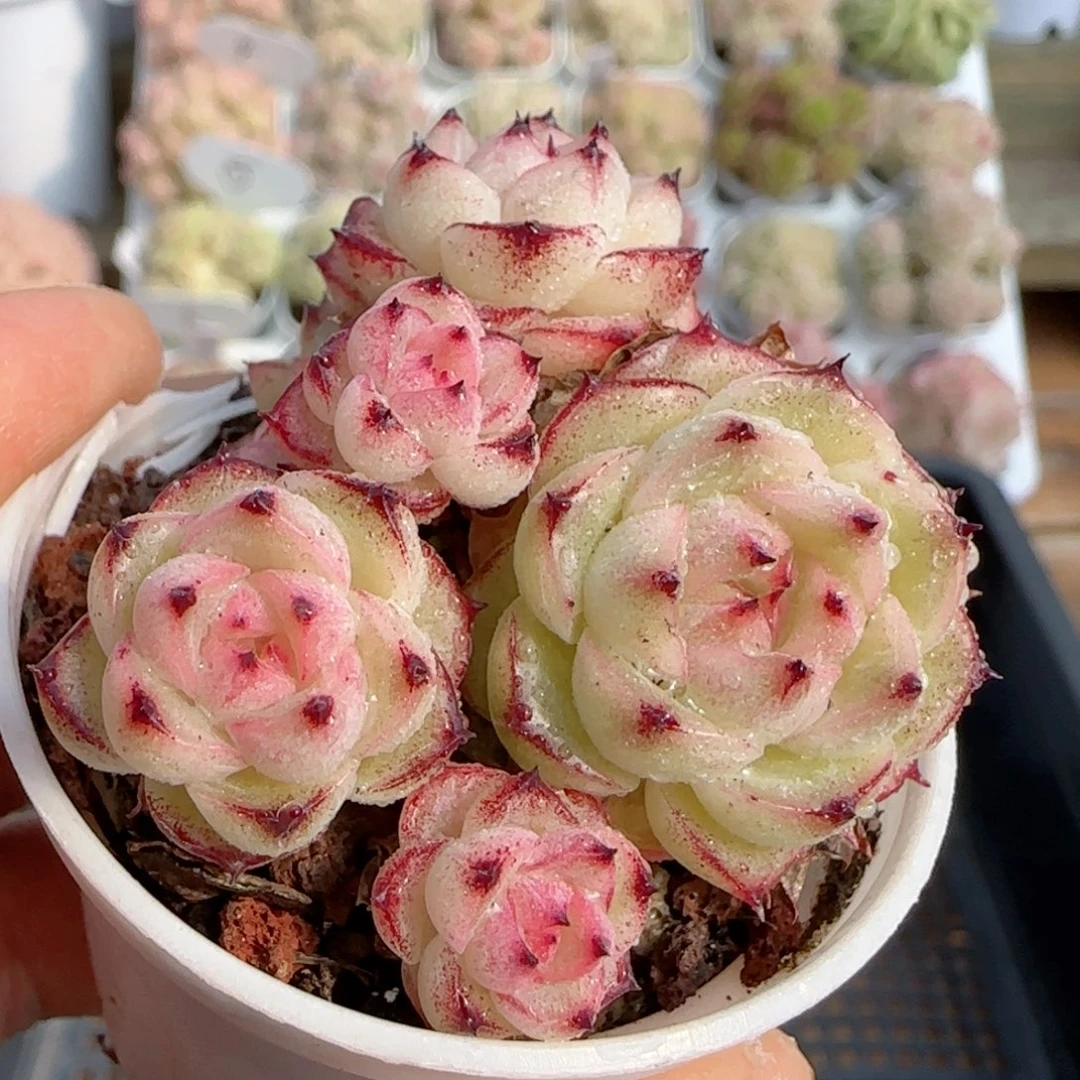 【闪购商品】0119-146糖心小魔仙