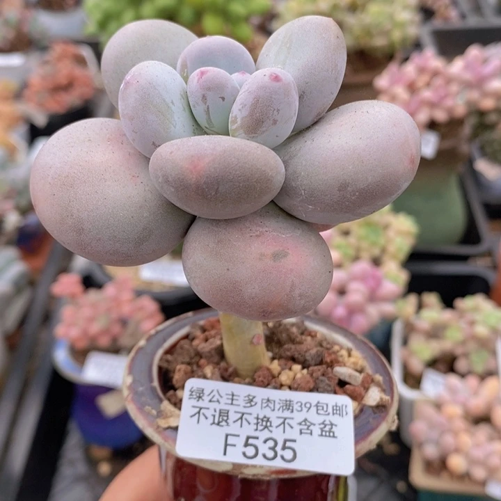 大叶奶单头535多肉植物
