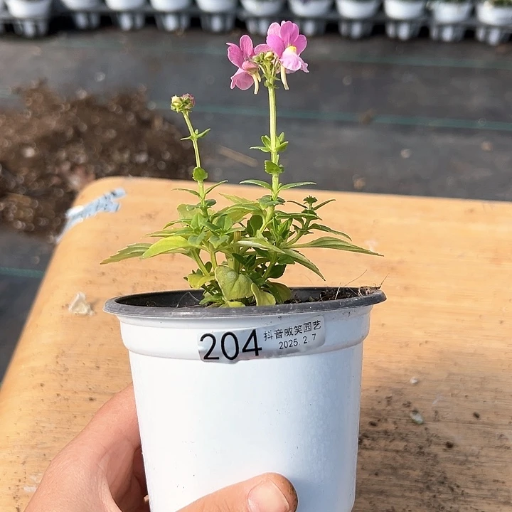 水晶相*?抖音直播闪拍204