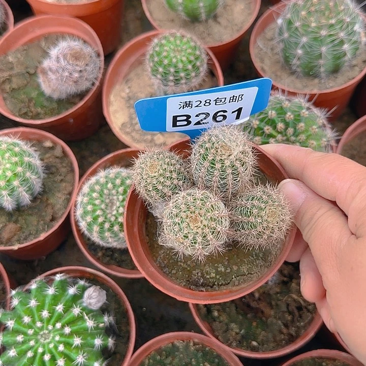 261 掰花脱土发货彩草