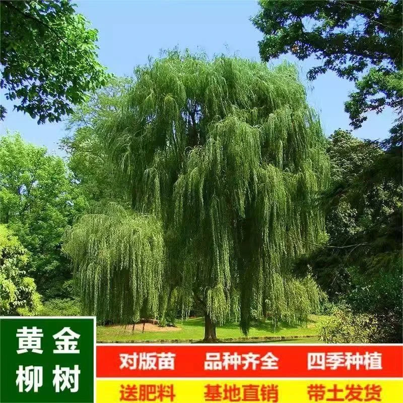 垂柳树苗柳树树苗金丝柳青皮直柳庭院风景树河道工程绿化苗正宗