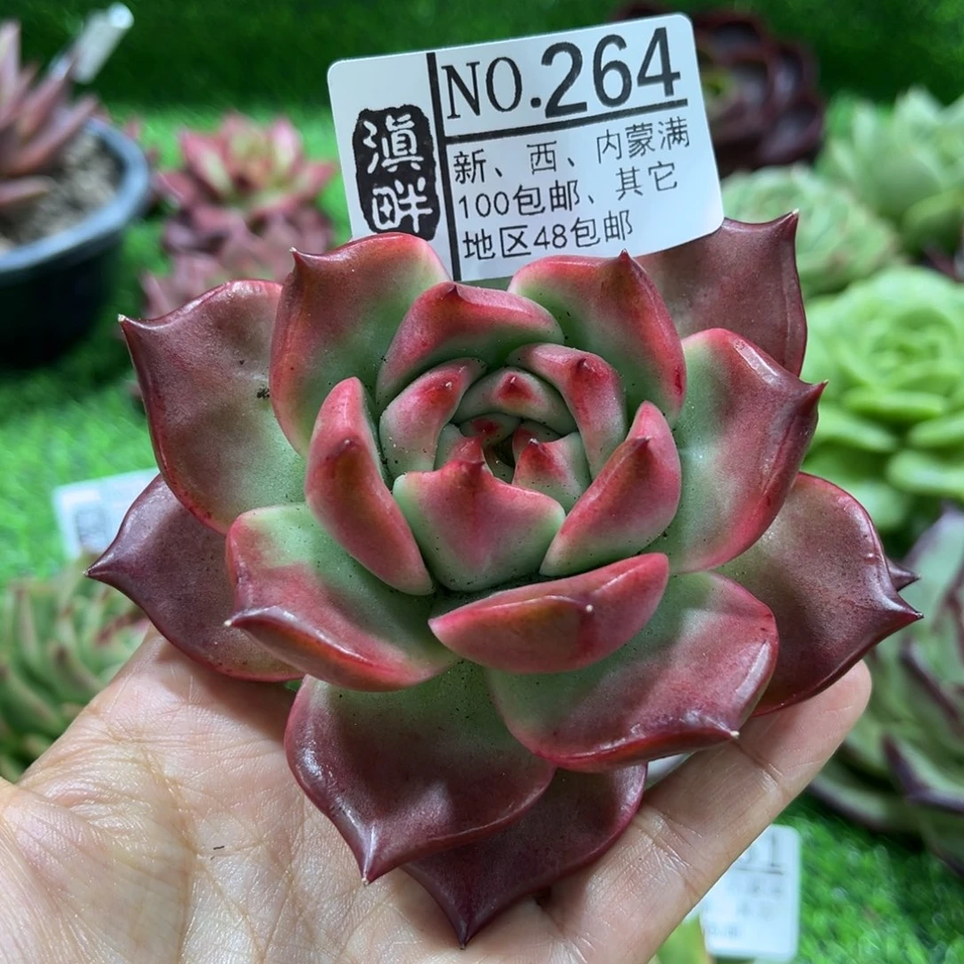 264………………………………红钻
