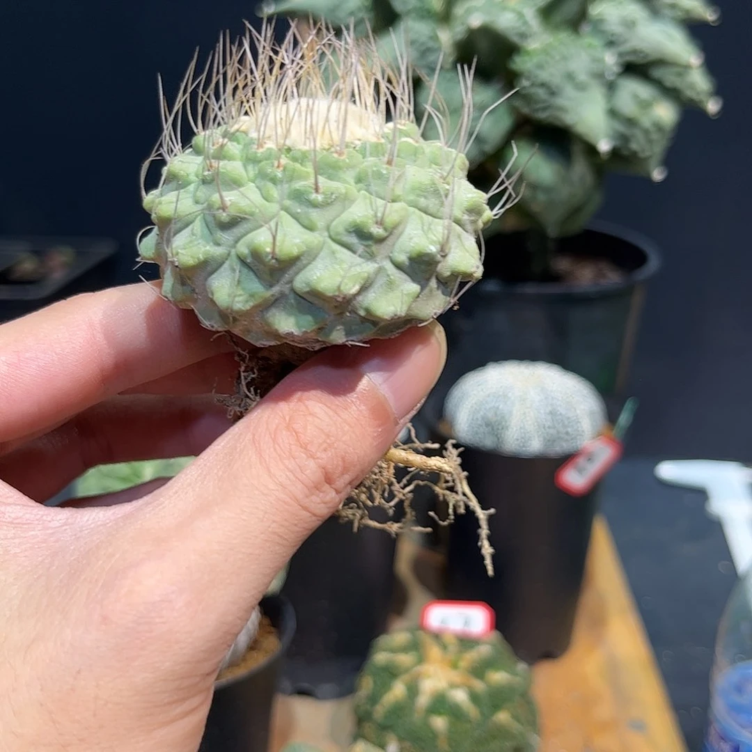 23号实生老菊水5.9cm