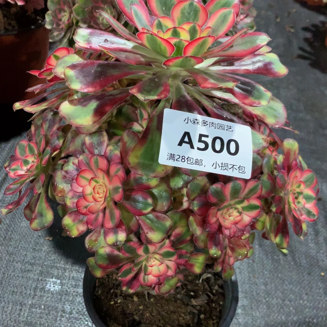 木*蝶500香奈儿888888888