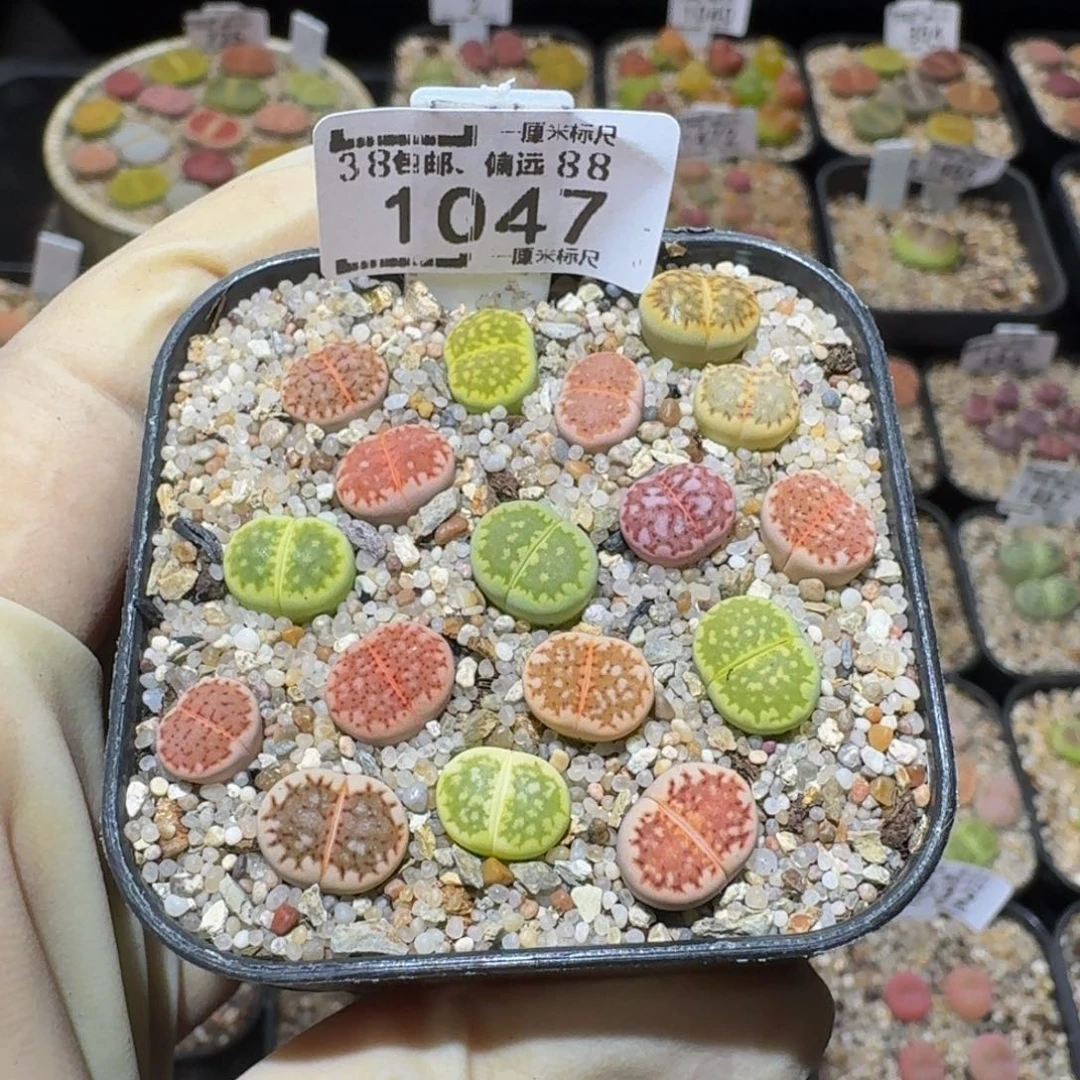 S***!Ssss精品生石花1047