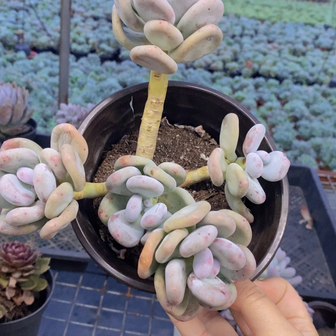 奶酪三头起发老桩