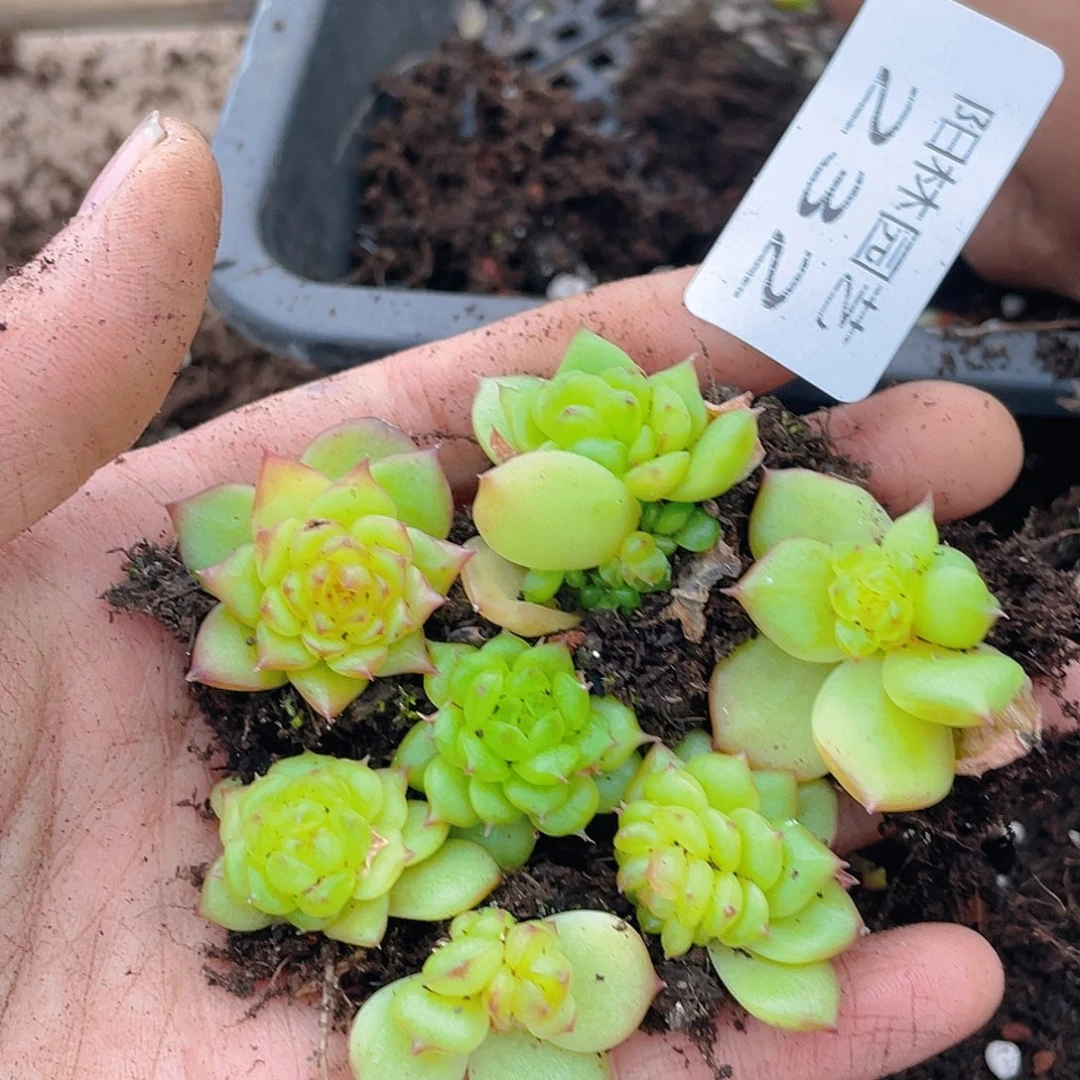 多肉植物多肉植物232