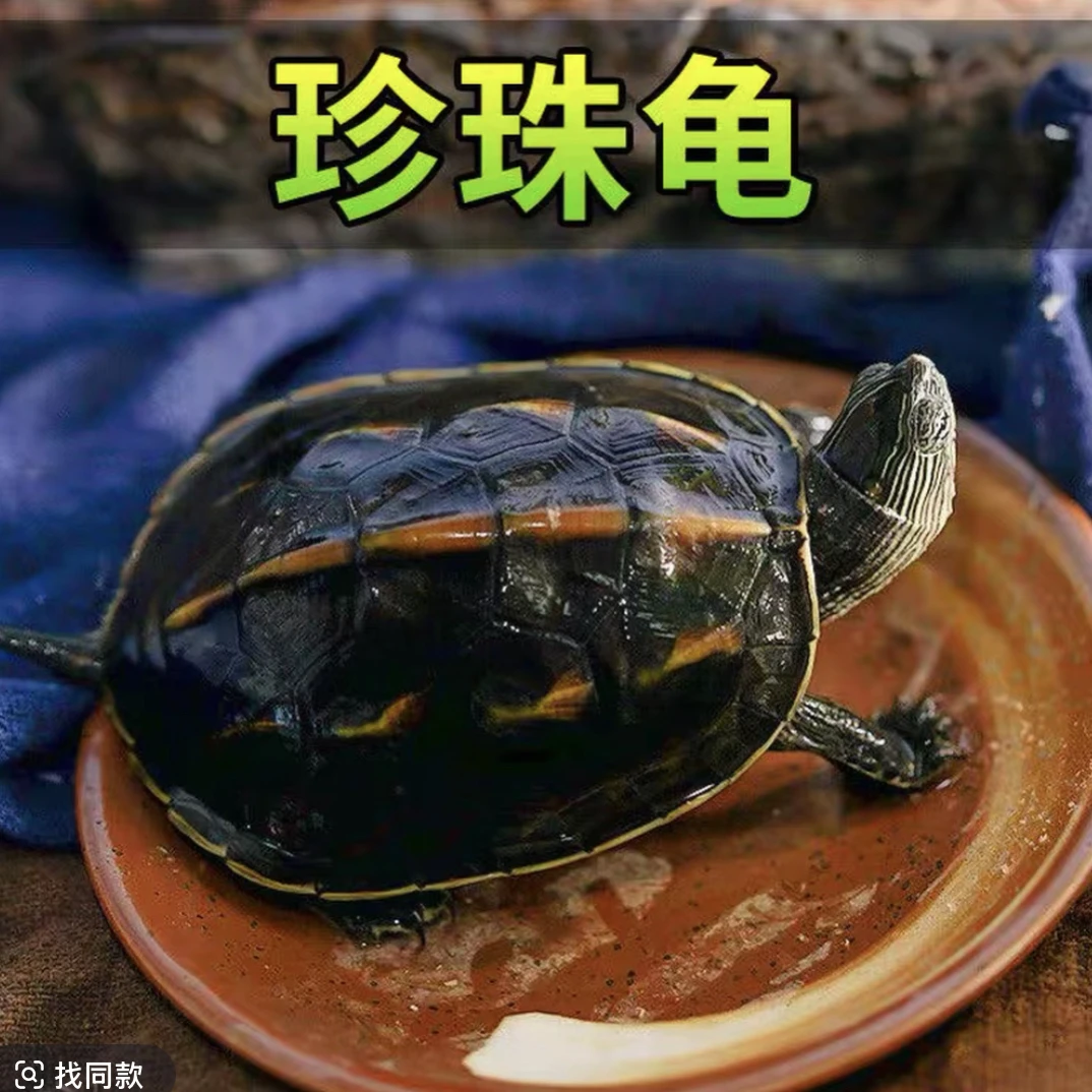 外塘冷水草龟花龟珍珠龟