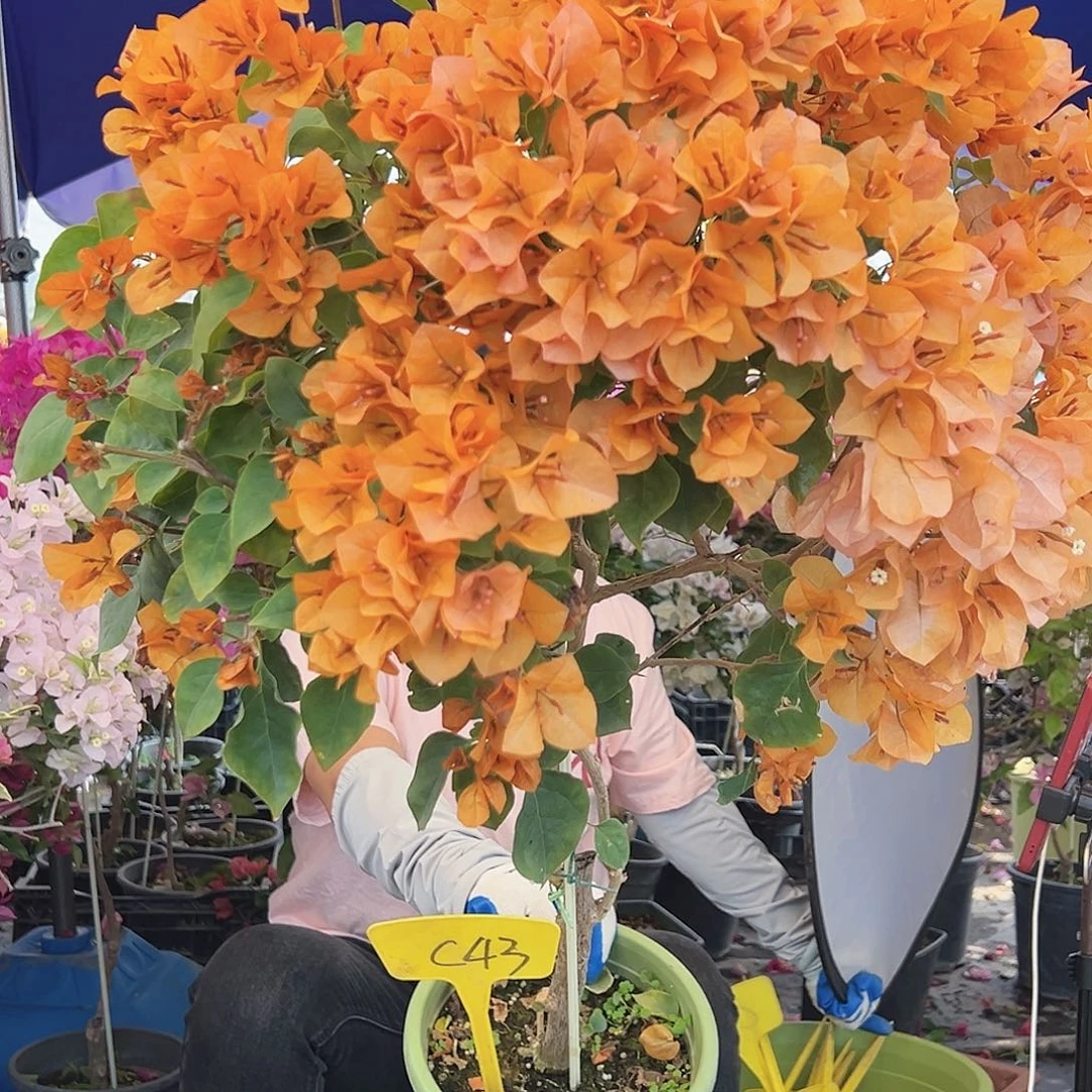 曰***月大部分花苞少量开放C43金色光辉