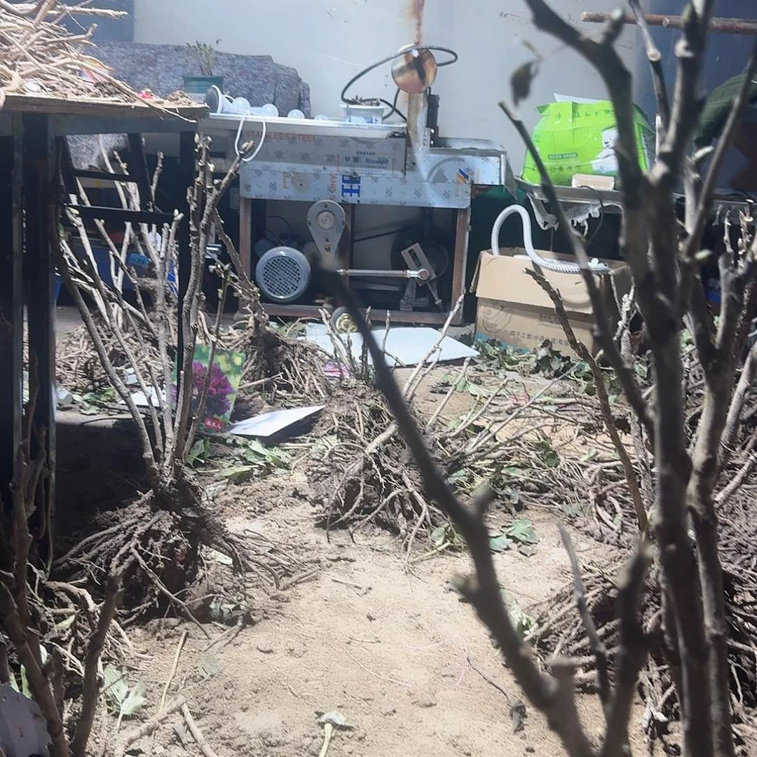 无花朵30元4颗1111111111111