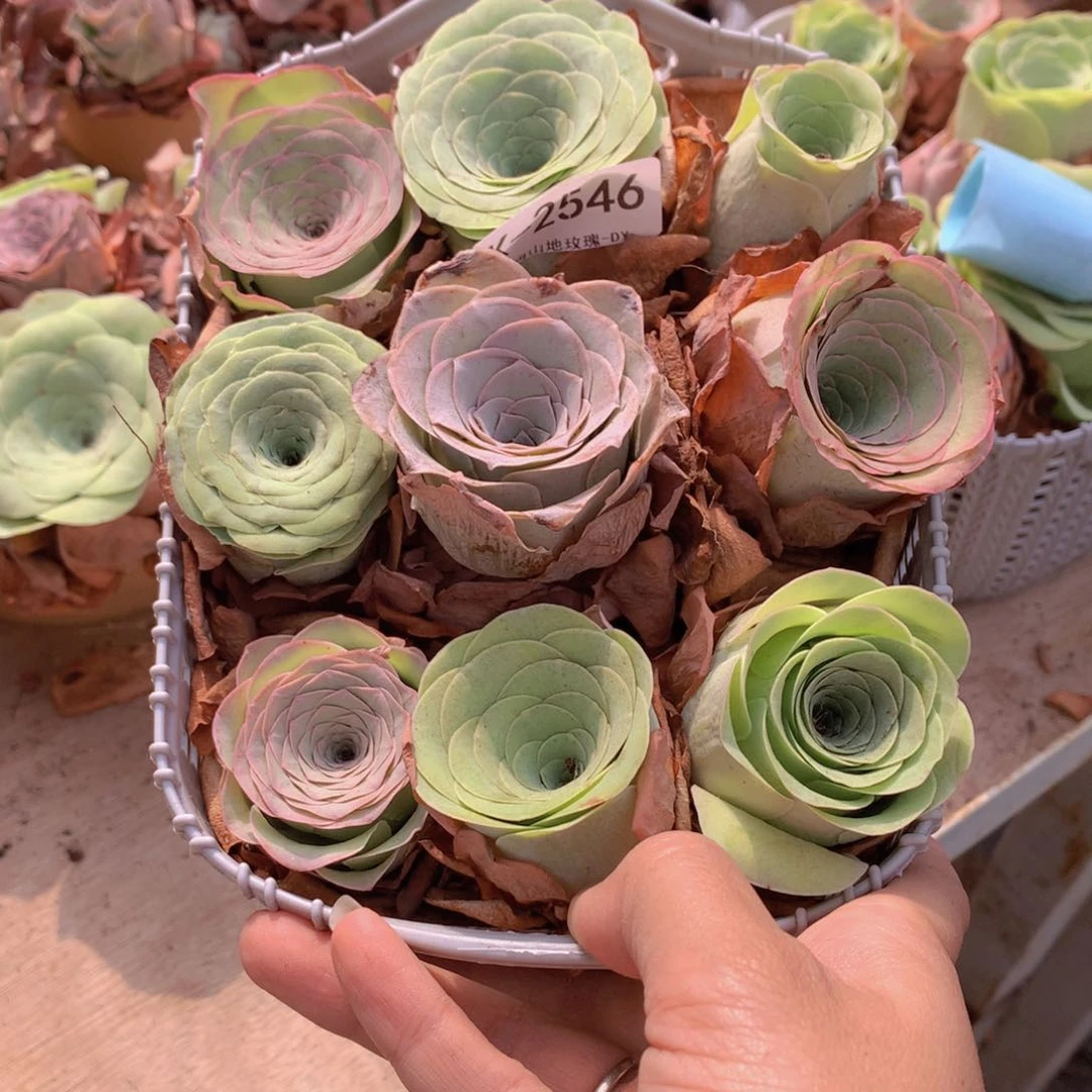 2546带篮子9颗大单头