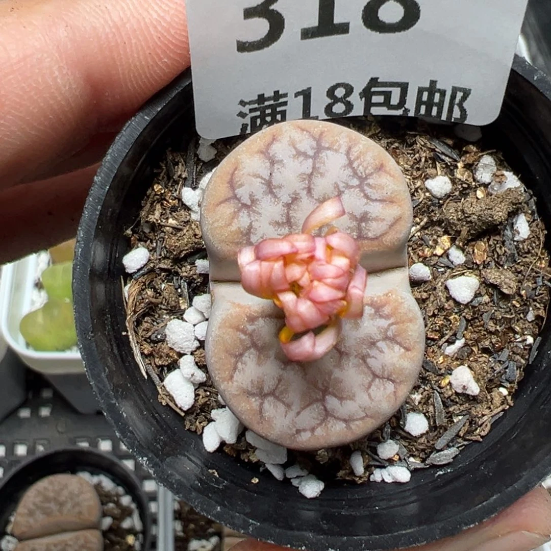 【闪购商品】318……