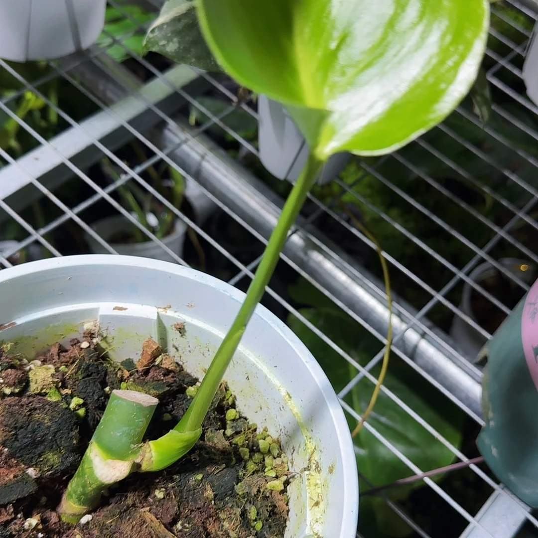 用***9无花朵龟背竹一物一拍