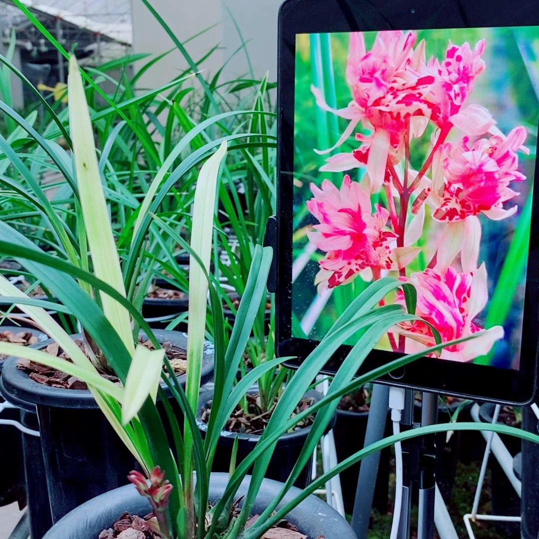 当前无花栽培后可以开花