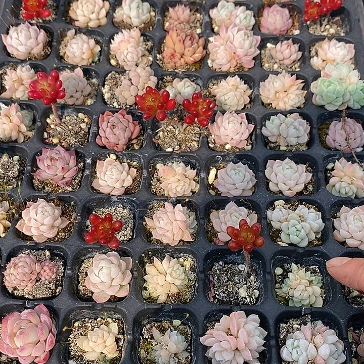 82 多肉植物盆栽花卉植物