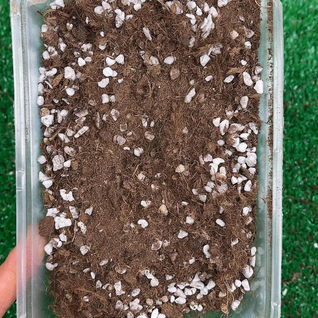 带珍珠岩的进口土10升