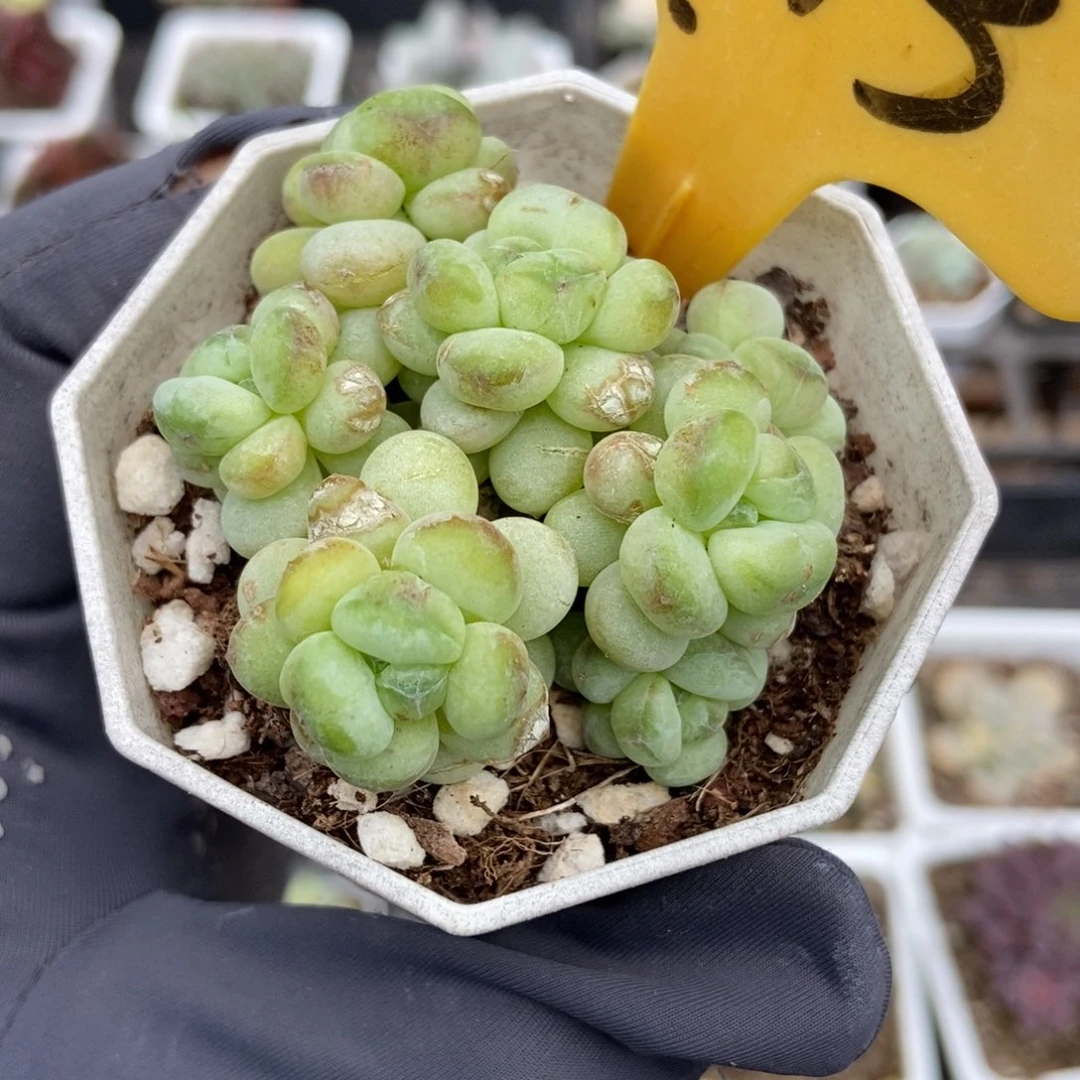 2113阳光玫瑰多肉植物
