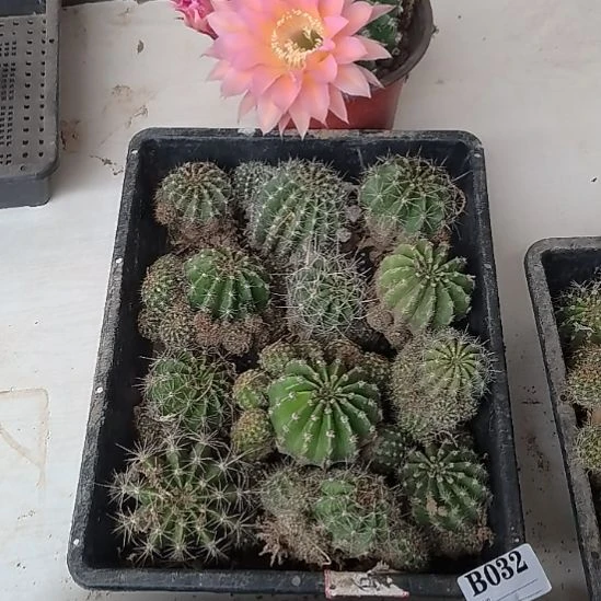当前无花栽培后可以开花032