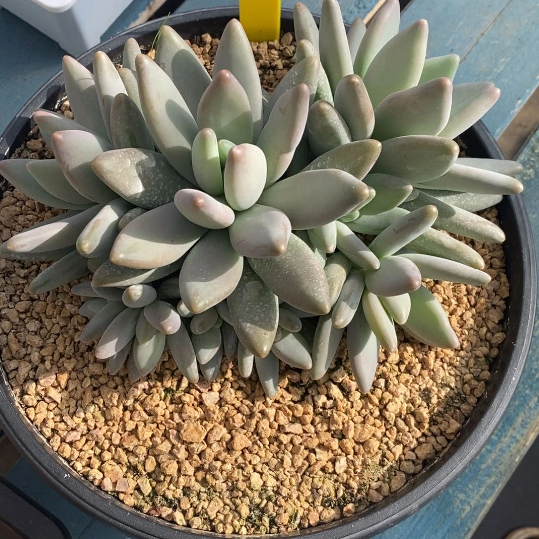 综合链接企鹅大群