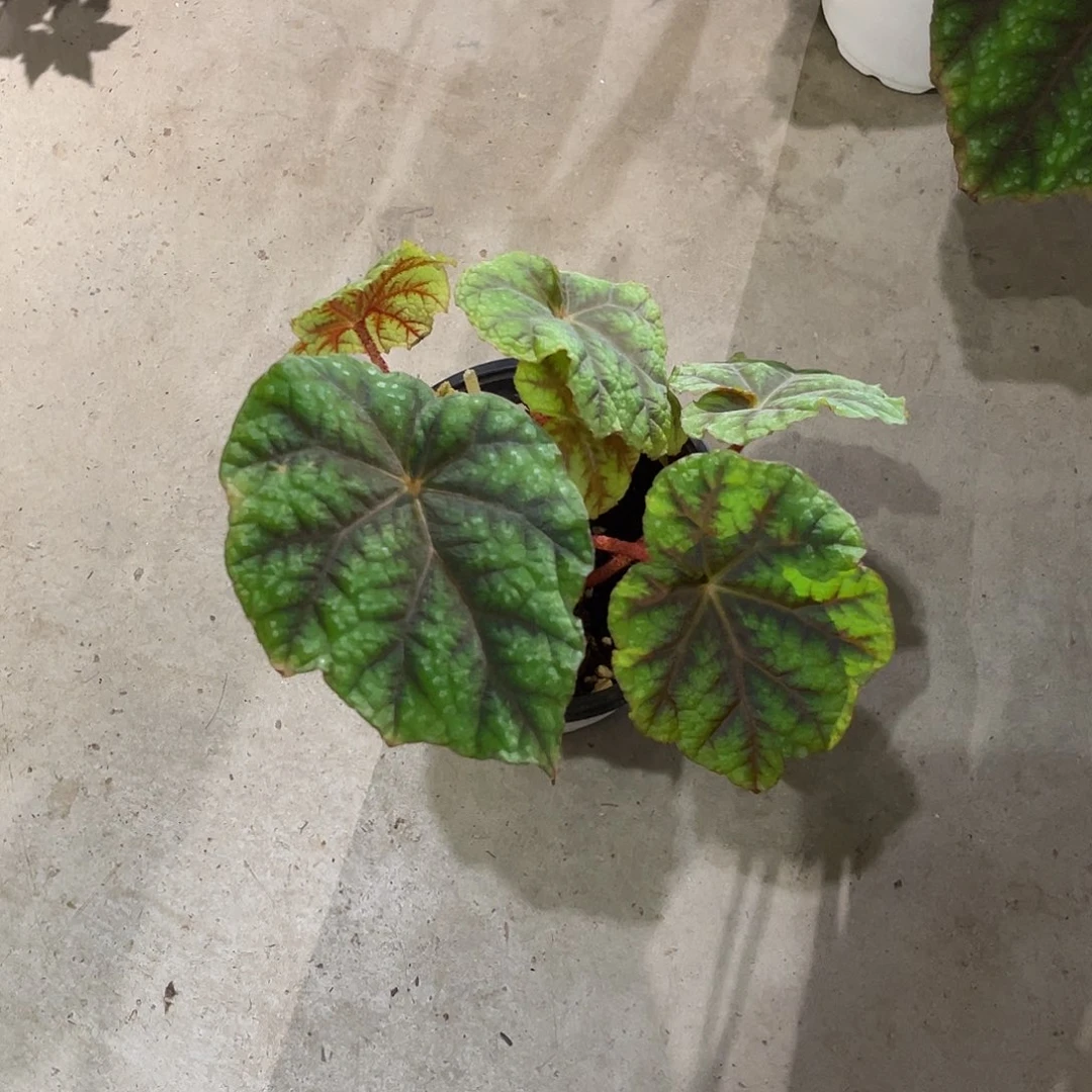 无花朵十万山秋海棠
