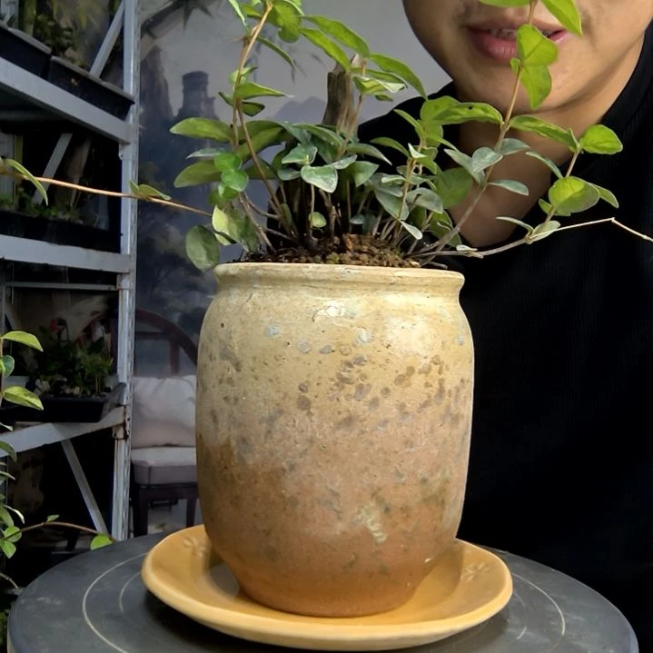 李*汉中青园艺一物一拍265