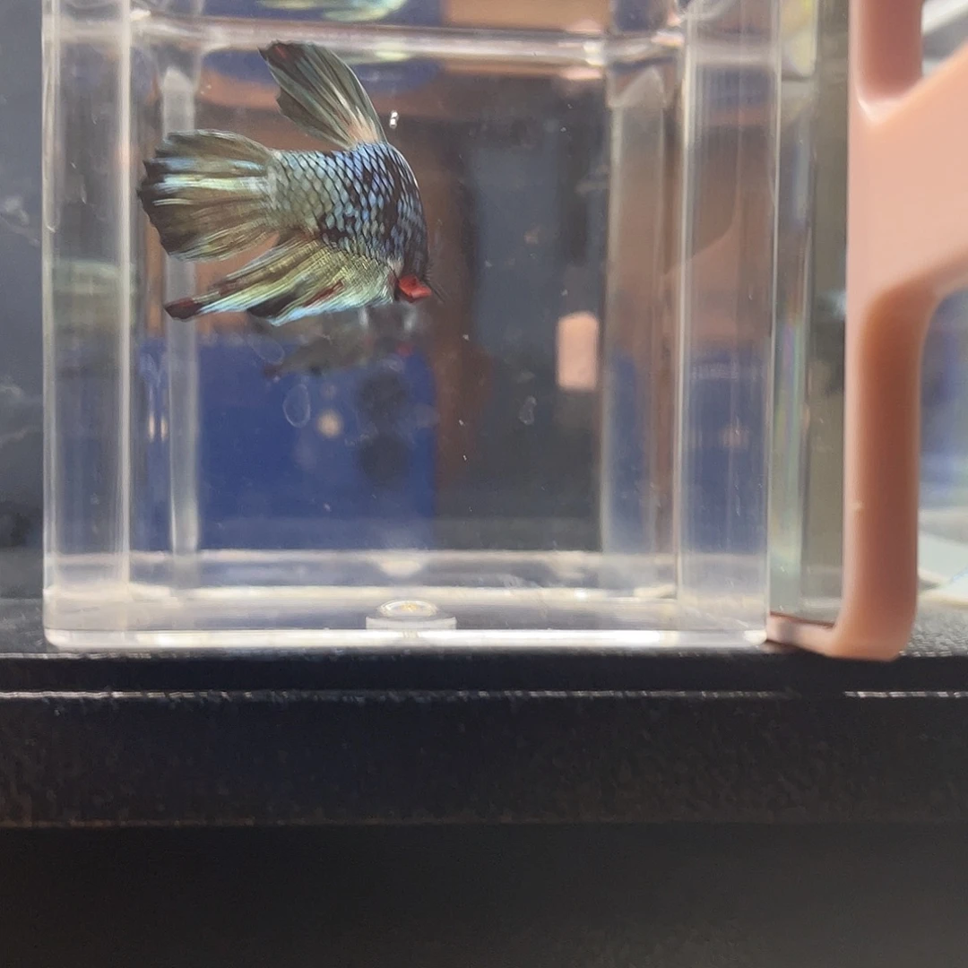 斗鱼可博泰斗092907