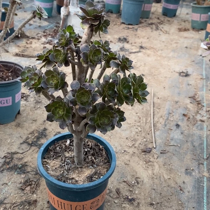 灰豆39多肉植物法师法师