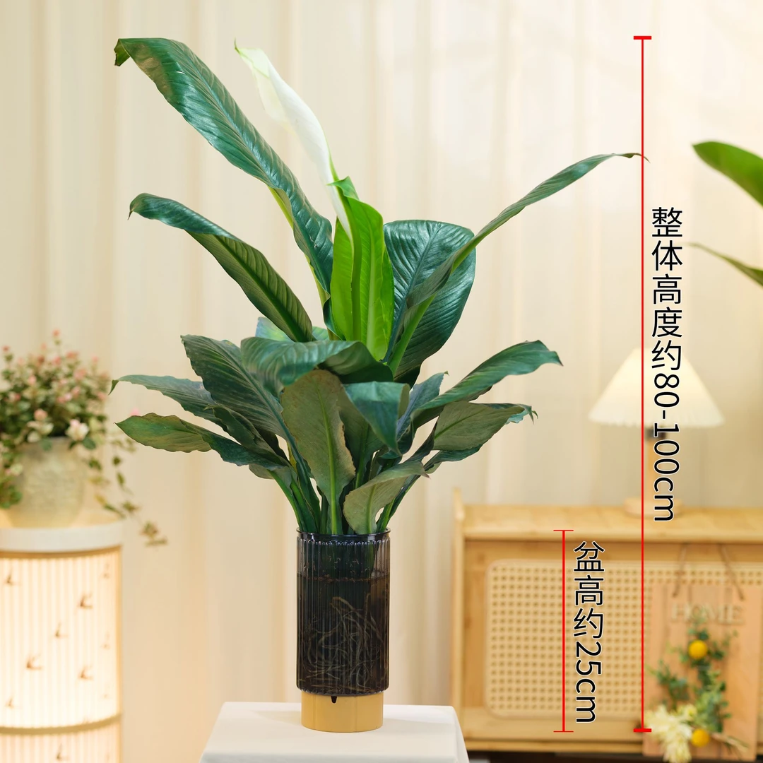 水培万年青大叶绿巨人盆栽绿公主室内桌面净化空气水养绿植