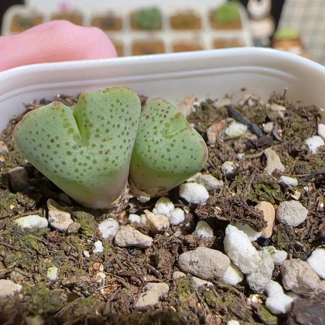 z****肉锥多肉植物组合-1760