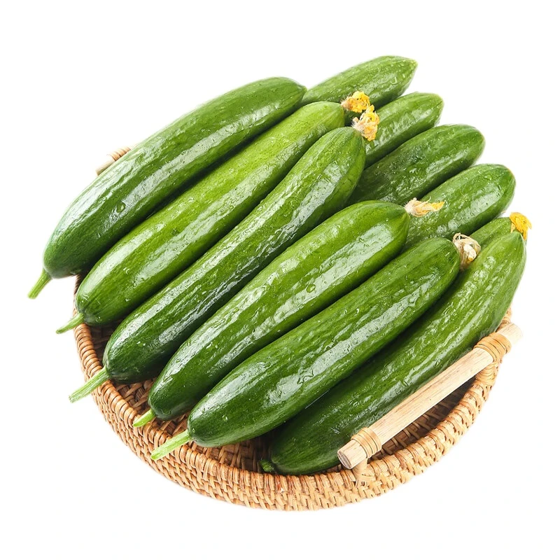 【京东快递】山东水果小黄瓜黄瓜 青瓜新鲜水果蔬菜无刺黄瓜清脆爽