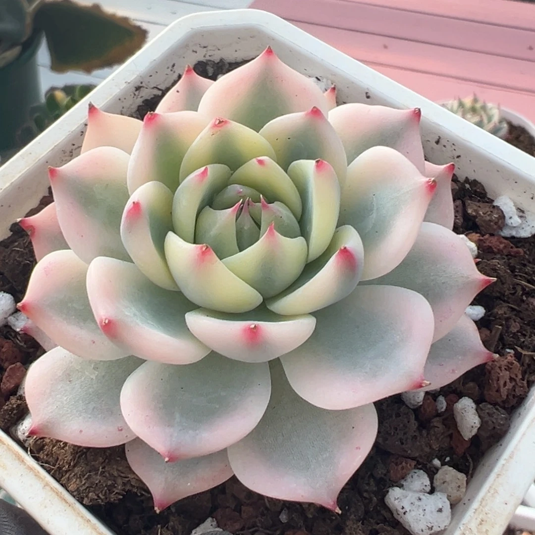 吉娃娃锦，宽覆轮锦