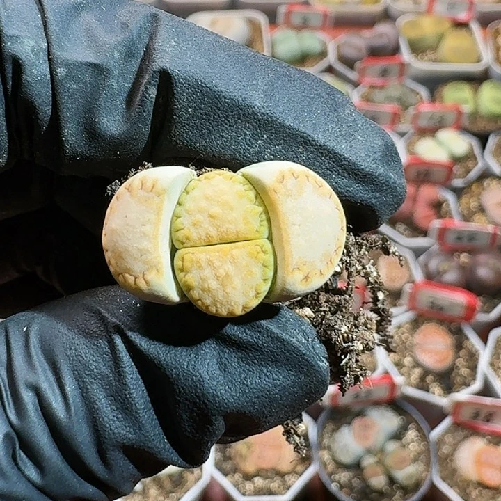 生石花11444。 62号