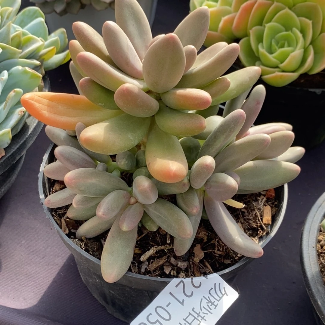 两单包邮1221-58糖果