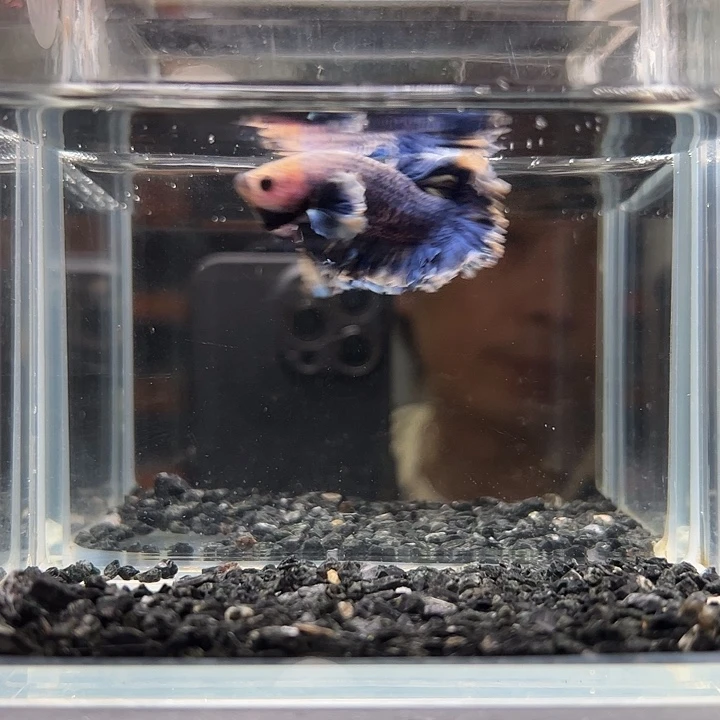 斗鱼竞拍跑单拉黑1日69