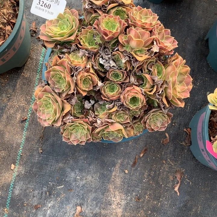 3260韶华多肉特价