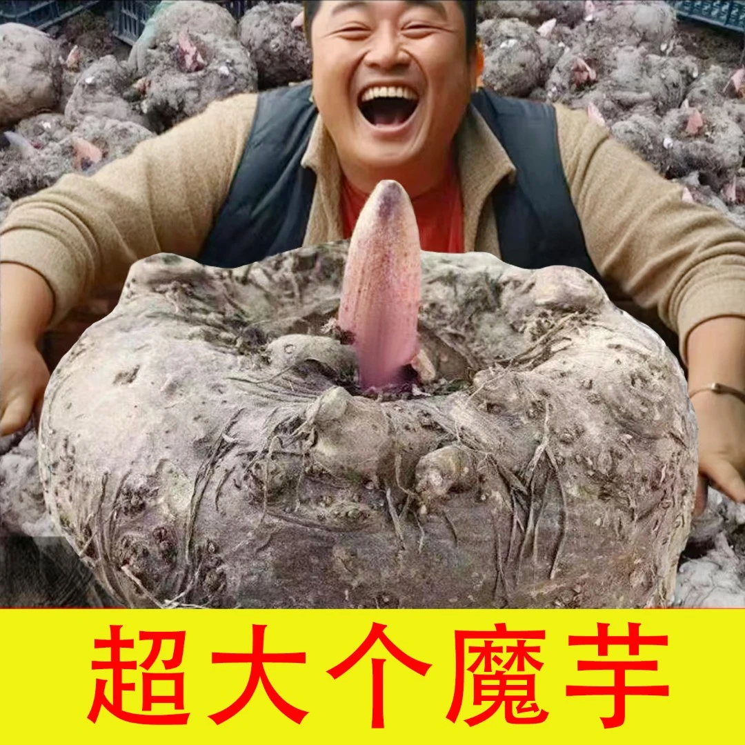 【超大个】新鲜魔芋【保质7天】【7天后坏不赔】【白心】