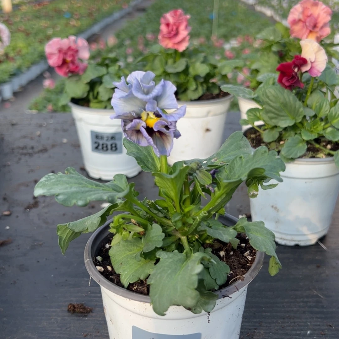 美***肥少量花朵（建议范围：2朵-5朵 或40%以下）049号